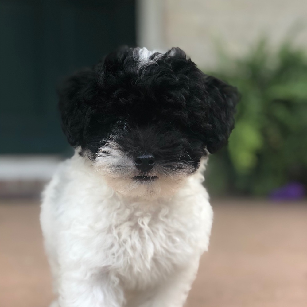 Meet your Posher, Meredith